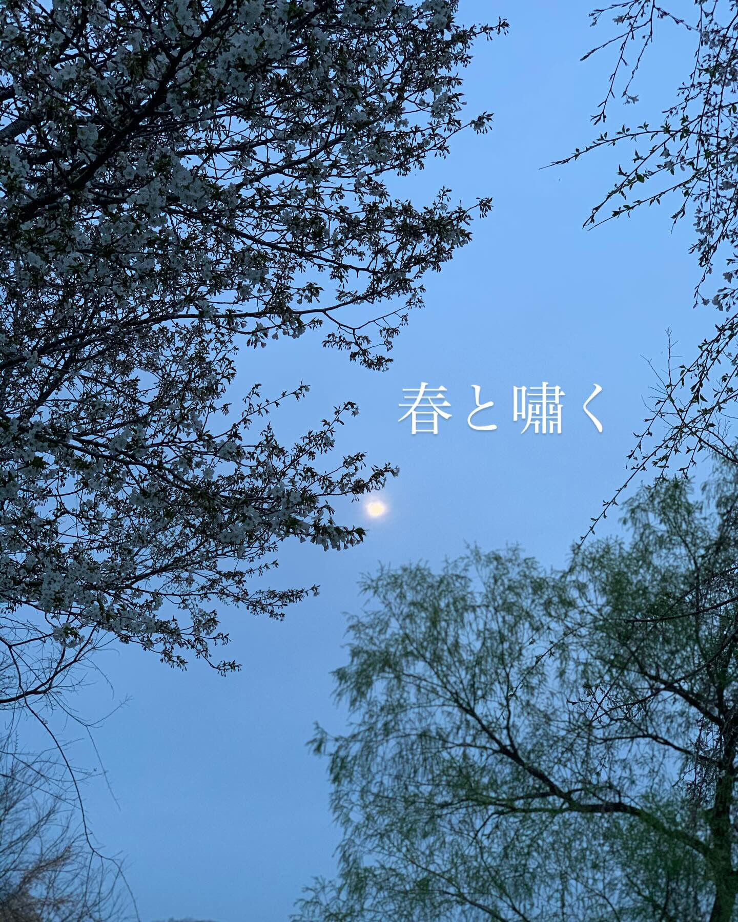 『灰と桃』