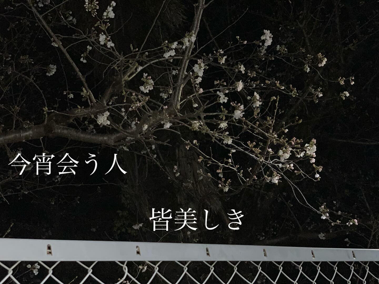 「桜月夜」